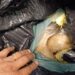 Quase 70 kg de cabelo humano são apreendidos na Dutra, em Barra Mansa