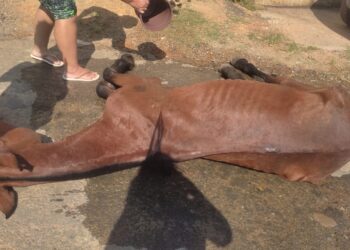 Guarda Ambiental de Barra Mansa apreende cavalo em situação de maus-tratos no Roselândia