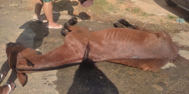Guarda Ambiental de Barra Mansa apreende cavalo em situação de maus-tratos no Roselândia