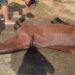 Guarda Ambiental de Barra Mansa apreende cavalo em situação de maus-tratos no Roselândia