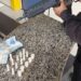 Menor é apreendido com pinos de cocaína em Itatiaia