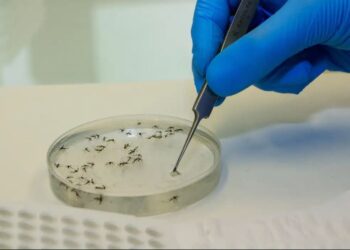 Valença e Piraí estão entre as cidades que registraram casos de Febre Oropouche