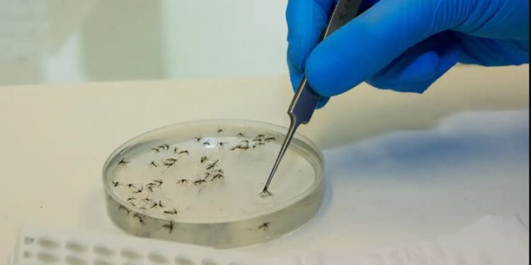 Valença e Piraí estão entre as cidades que registraram casos de Febre Oropouche