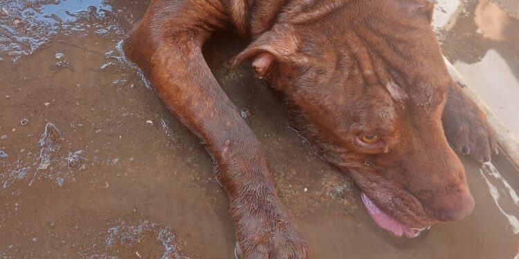 Homem é preso por maus-tratos contra pitbull em Barra do Piraí