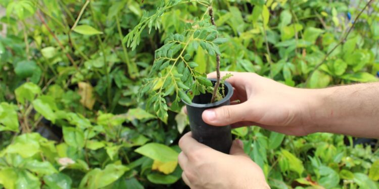 Floresta da Cicuta recebe 102 mil mudas em projeto de reflorestamento promovido pela CSN