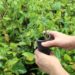 Floresta da Cicuta recebe 102 mil mudas em projeto de reflorestamento promovido pela CSN