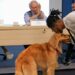 Alerj debate ‘Projeto De Lei do Joca’ para aumentar segurança de pets em viagens aéreas
