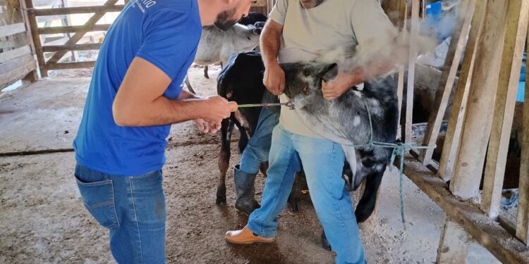 Prefeitura de Barra do Piraí inicia vacinação contra a Brucelose