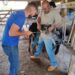 Prefeitura de Barra do Piraí inicia vacinação contra a Brucelose
