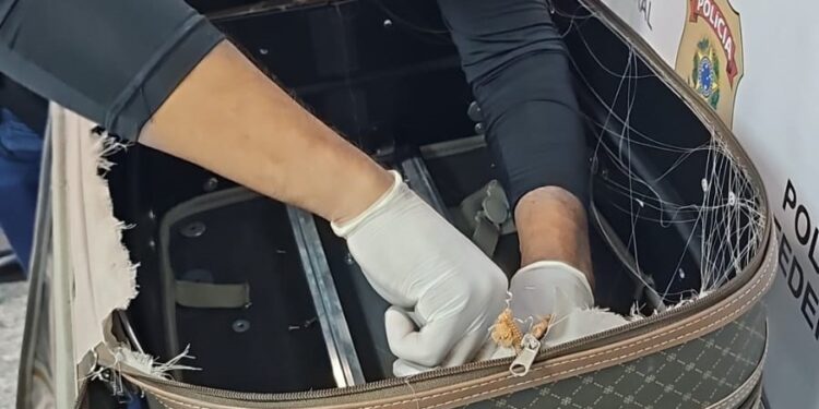 Homem é preso no Aeroporto Internacional do Rio tentando embarcar para Portugal com 4kg de cocaína ocultos na mala