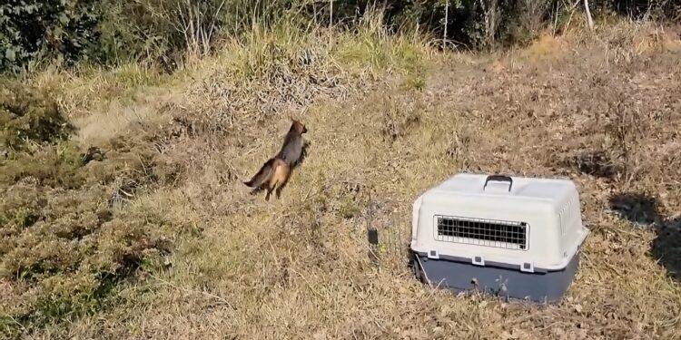Zoológico de Volta Redonda devolve à natureza mais dez animais reabilitados