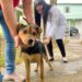 Volta Redonda inicia vacinação antirrábica para cães e gatos neste sábado