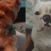 Família de criança autista busca informações sobre paradeiros de cachorros em Floriano, Barra Mansa