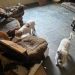 Polícia Civil apreende 18 cachorros vítimas de maus tratos em Volta Redonda