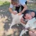 Primeira etapa da campanha antirrábica em VR registra quase seis mil animais vacinados