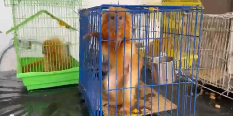 Polícia Federal deflagra operação contra tráfico de animais silvestres da fauna brasileira ameaçados de extinção