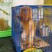 Polícia Federal deflagra operação contra tráfico de animais silvestres da fauna brasileira ameaçados de extinção