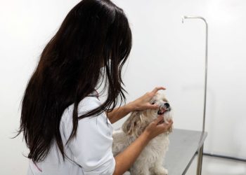 Clínica Veterinária de Barra Mansa já realizou quase três mil castrações de animais em 2024