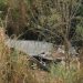 Duas pessoas ficam feridas após caminhão cair de ribanceira na Serra das Araras