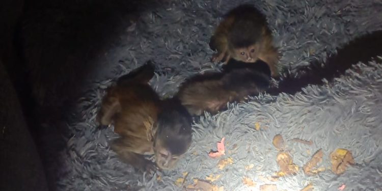 PRF intercepta tráfico de macacos-prego na Dutra, em Piraí