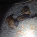 PRF intercepta tráfico de macacos-prego na Dutra, em Piraí