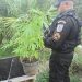 Adolescente é apreendido por vender pé de maconha em grupo de WhatsApp em Miguel Pereira