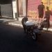 Sistema Integrado de Segurança de Volta Redonda apreende moto sem identificação conduzida por adolescente
