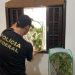 PF combate tráfico internacional de animais silvestres e exóticos negociados pela internet