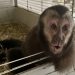 Marcelo Queiroz cria Projeto de Lei para proibir a importação e exportação de animais silvestres exóticos