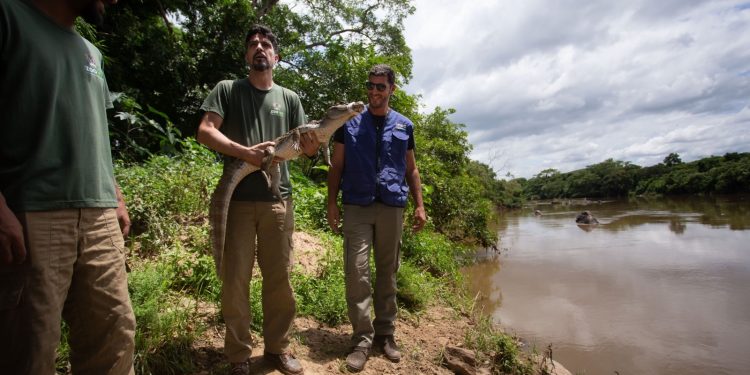 Zoológico de VR reabilita e devolve quase 300 animais à natureza em 2024