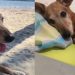 Família procura por cachorra desaparecida na Vila Rica, em Volta Redonda