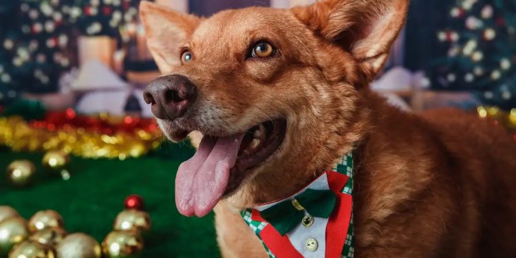Animais domésticos terão direito a RG com cadastro nacional