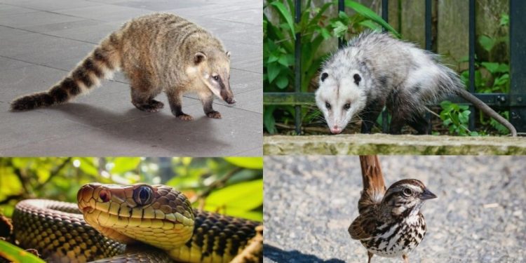 Prefeitura de Quatis lança campanha para proteger animais silvestres na região