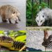 Prefeitura de Quatis lança campanha para proteger animais silvestres na região
