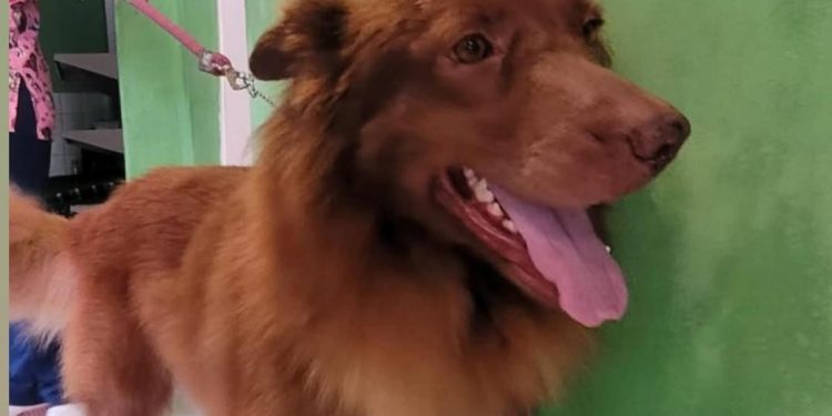 Secretaria de Proteção dos Animais de Barra Mansa resgata cães vítimas de maus-tratos