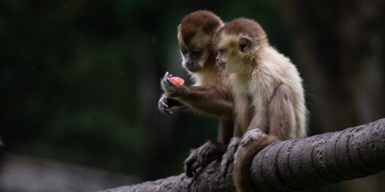 Zoológico de Volta Redonda oferece picolés de frutas a primatas para enfrentar o calor