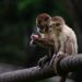 Zoológico de Volta Redonda oferece picolés de frutas a primatas para enfrentar o calor