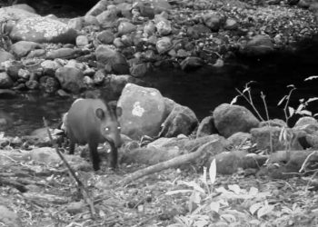 Antas consideradas extintas reaparecem no estado do Rio após um século
