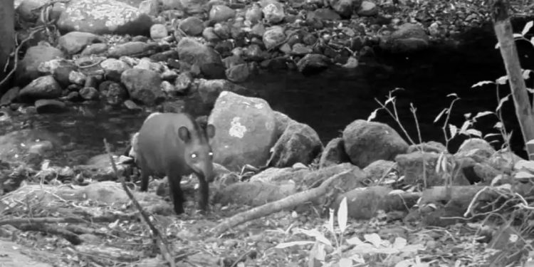Antas consideradas extintas reaparecem no estado do Rio após um século