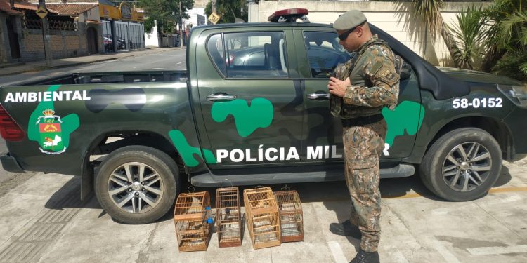 Polícia apreende pássaros mantidos em cativeiro em Barra do Pirai