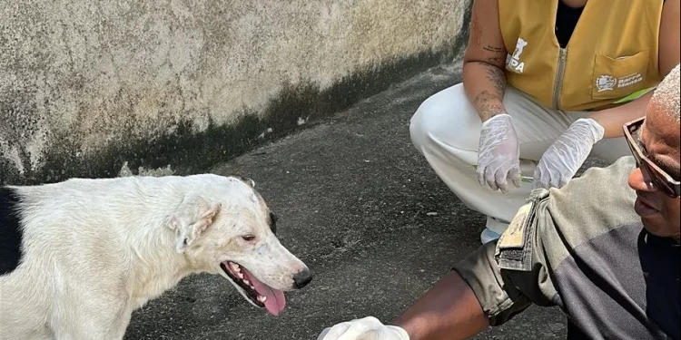 Prefeitura de Barra Mansa alerta para casos de cinomose no distrito de Rialto