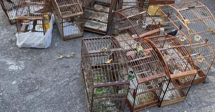 Pássaros silvestres são resgatados em Mangaratiba após denúncia feita ao Linha Verde