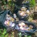 Polícia Militar apreende mais de 15 kg de drogas no Condado, em Paraty