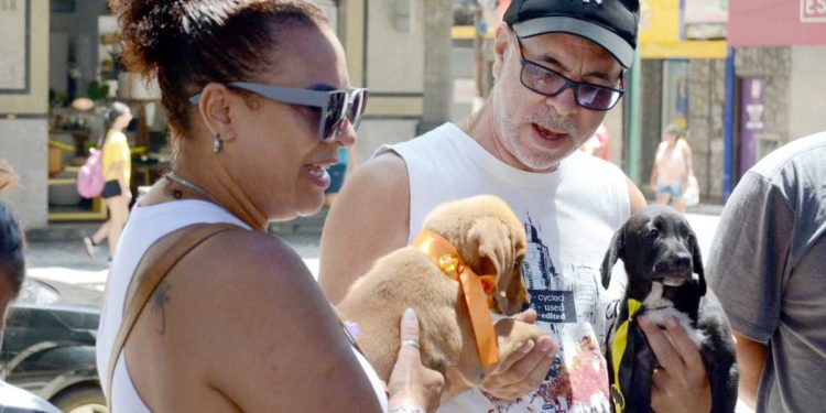 Barra Mansa e Grupo CãoNina promovem feira de adoção de animais vítimas de maus-tratos e abandono