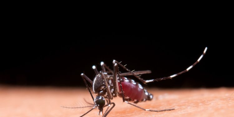 Retorno do sorotipo 3 da dengue acende alerta em 2025
