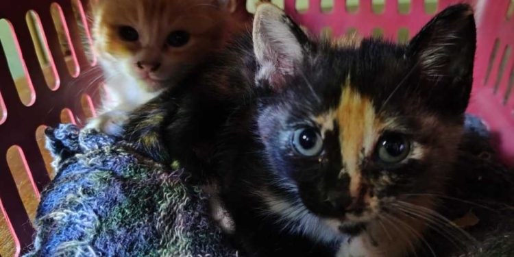 Barra Mansa registra caso de maus-tratos a animais em Floriano