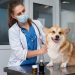 Tutores devem ficar atentos para prevenção à leishmaniose visceral canina e ao “verme do coração”