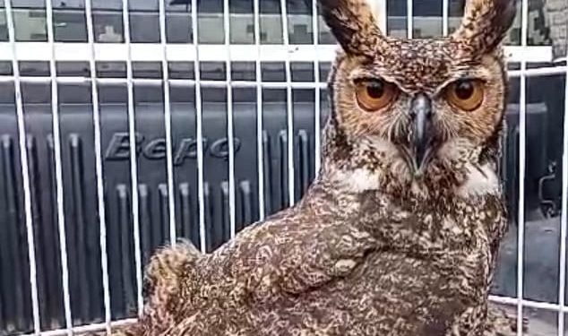 Barra Mansa resgata mais de 50 animais silvestres neste ano
