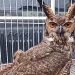 Barra Mansa resgata mais de 50 animais silvestres neste ano