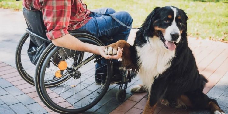 Nova lei obriga hotéis do RJ a aceitarem animais de assistência emocional